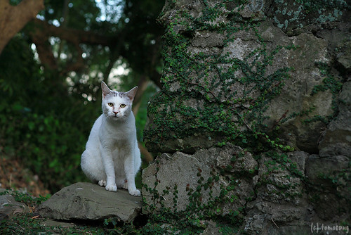 Cat at Dutch stone wall