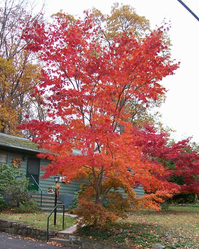 orange-leaf tree