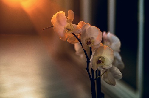 sunset italy sun orchid focus italia tramonto bokeh sony rosa 7 100mm goerlitz 28 manual alpha manualfocus a7 meyer balcone orchidea nex ilce alpha7 trioplan sonyalpha mirrorless a7r sonyalpha7 nex7 nex6 ilce7 alpha7r ilce7r sonyalpha7r
