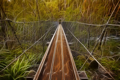Suspension bridge in the Southwest Forest