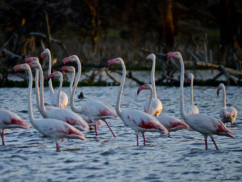 Lago Naivasha: un dia de viaje y una hora de excursión para ver los flamencos - 12 días de Safari en Kenia: Jambo bwana (29)