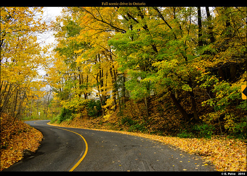 road camera trees ontario canada fall leaves yellow landscape woods hamilton scenicedrive nikond800e zeissdistagon28mmf2zf2 october2014