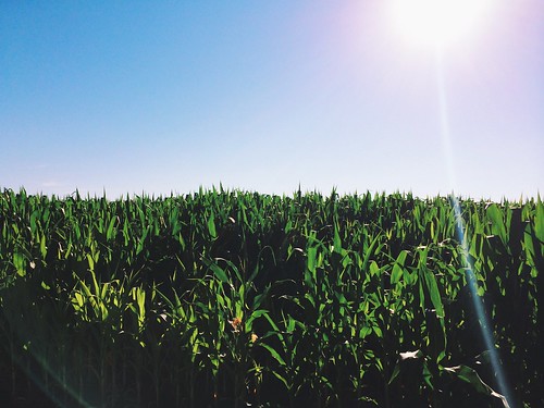 blue green outdoors corn cornfield farm idaho burley iphone iphoneography iphone5s