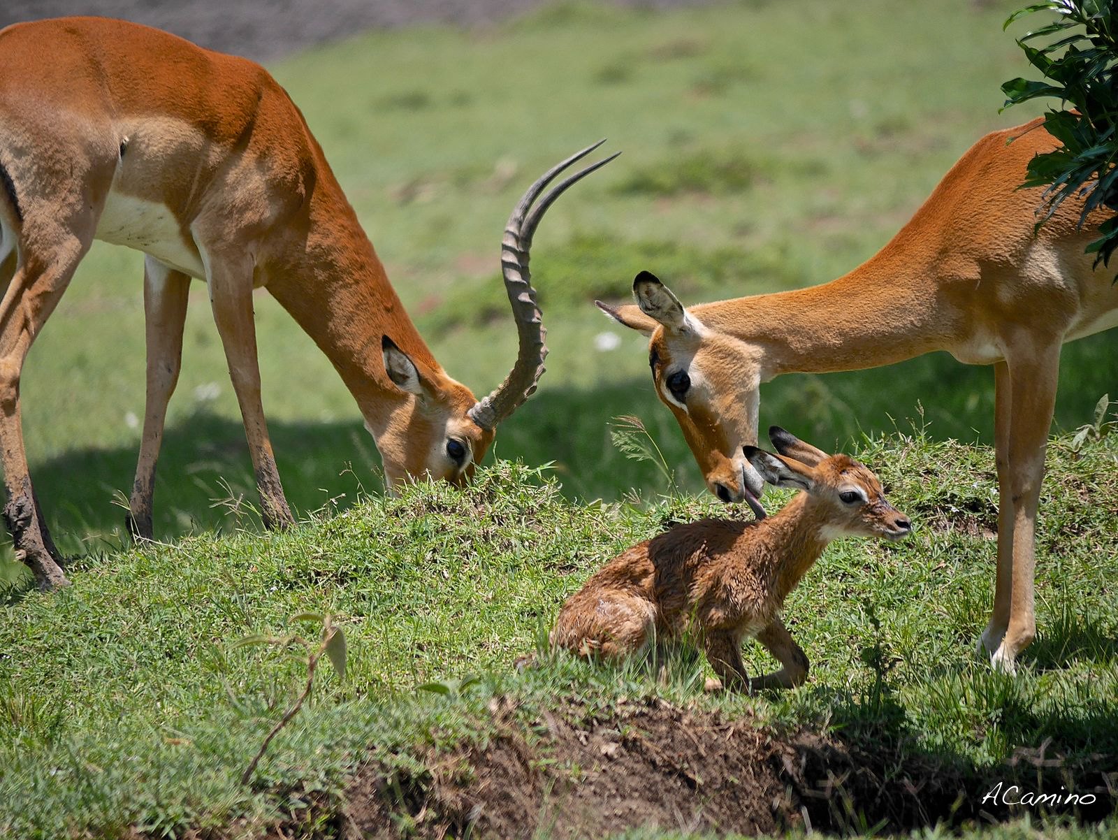 El parto de una gacela en un Masai Mara, lleno de búfalos, leones, guepardos... - 12 días de Safari en Kenia: Jambo bwana (15)