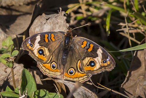 butterfly commonbuckeye junoniacoenia metamora indiana
