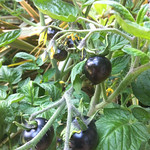 black krim tomato