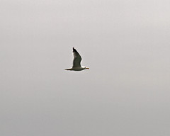 Lone Gull