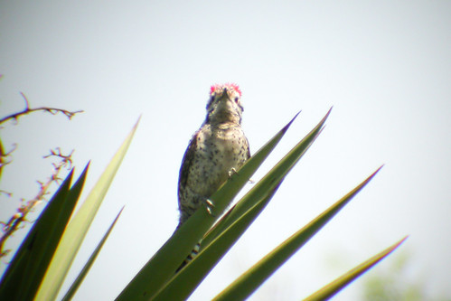 bird wildlife birding ornithology birdwatching oiseau texas2004 faune ornithologie ladderbackedwoodpecker picarlequin