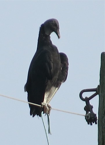 Black Vulture in Buncombe, Johnson County, IL 04