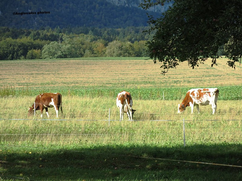 Cows, Feldbrunnen