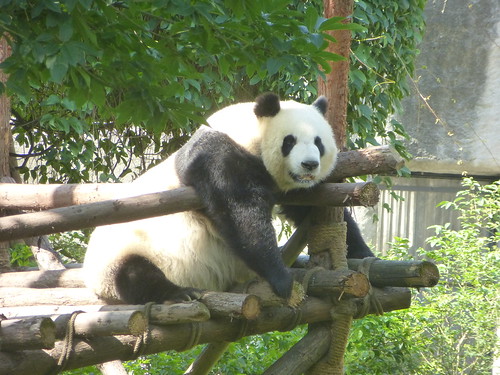 CH-Chengdu-Panda-géant (8)