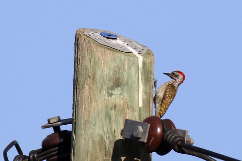 cardinalwoodpecker