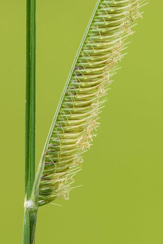 poaceae monocots toothachegrass cteniumaromaticum