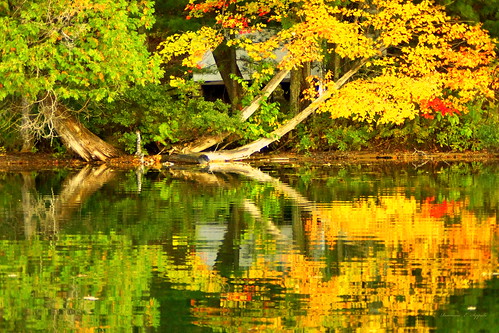 manisteenationalforrest maples golden autumn leaves lake woodlandlake shoreline shorelineliving midwest puremichigan fall rosemarieeseppala landscape waterscape