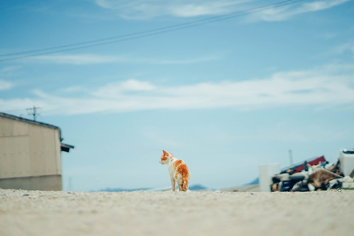 blue sky color cat stand sony voigtlander 日本 meow neko alpha f18 18 75 猫 a7 ねこ 貓 vm ネコ 75mm alpha7 瀬戸内