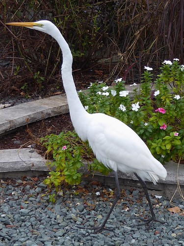 florida thevillages nature fauna white bird egret coth5
