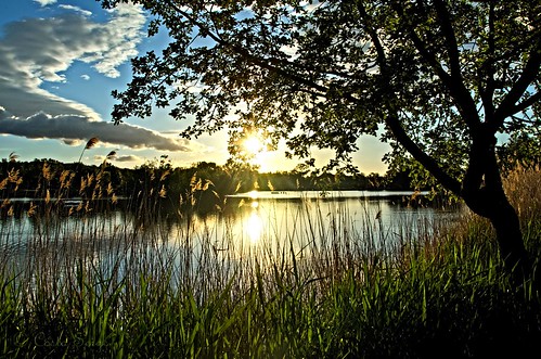 paysage landscape waterscape lac lake eau water leverdesoleil sunrise contrejour ciel sky cielo reflet reflection nikon d7000 tree arbre hdr jonc backlighting matin morning
