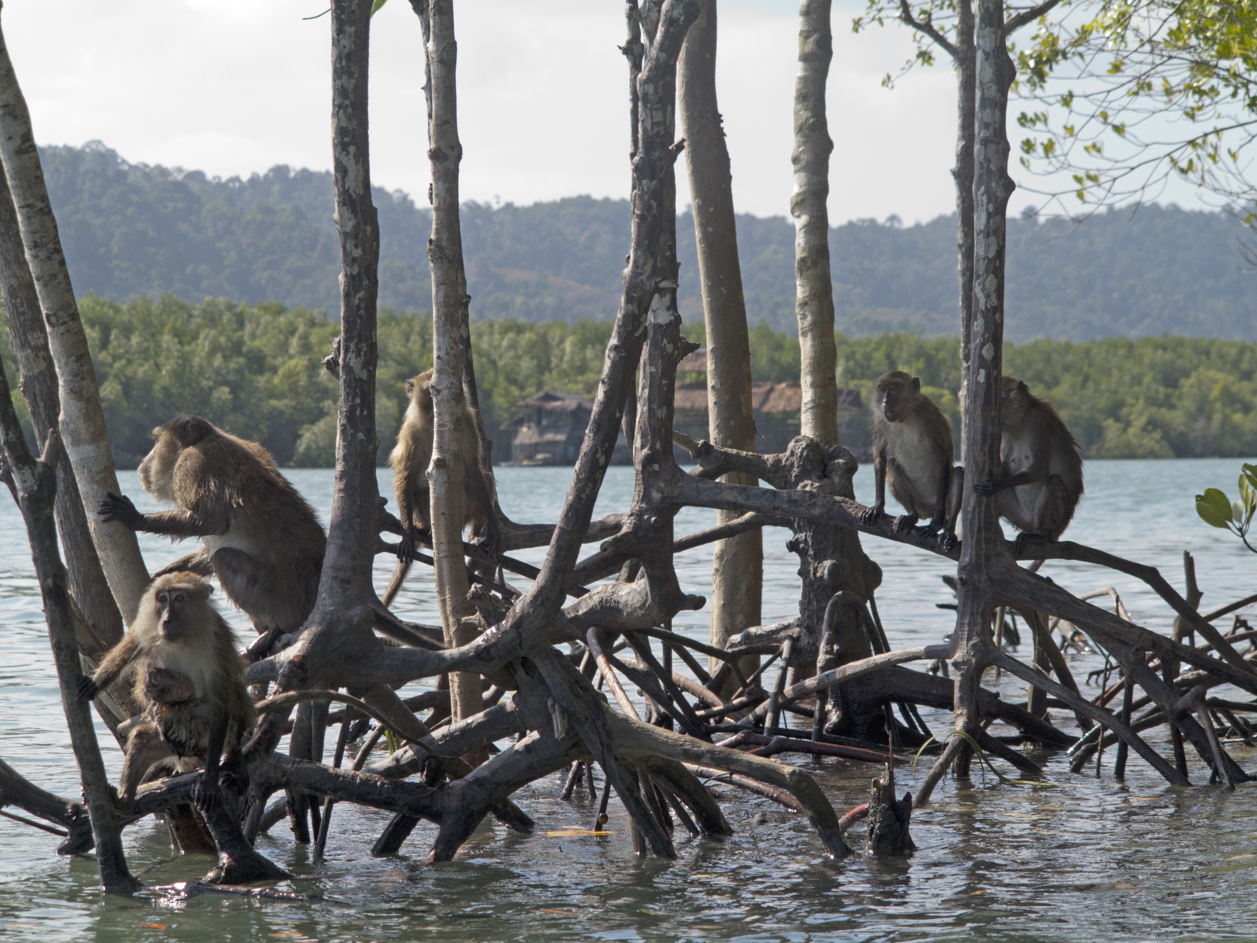 Crab-eating Macaques (Macaca fascicularis) in mangroves of the Mu Ko Lanta Marine  National Park, Thailand | GRID-Arendal