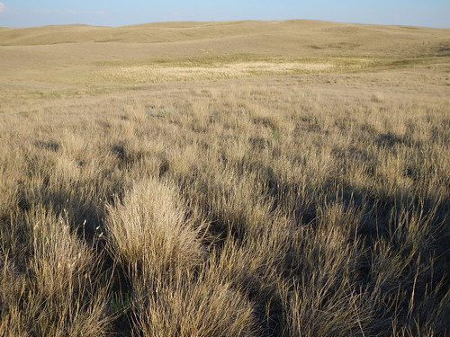 montana sheridancounty westby nativegrassland agropyroncristatum stipacomata koeleriamacrantha astragaluspectinatus helictotrichonhookeri spikeoats