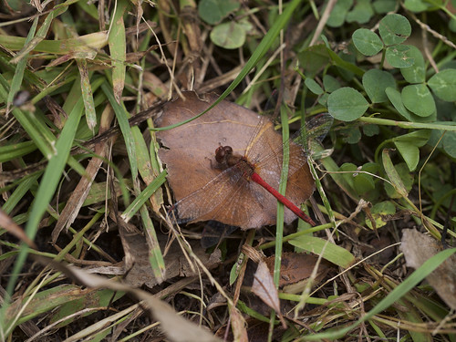 odonata libellulidae anisoptera sympetrum sympetrumvicinum