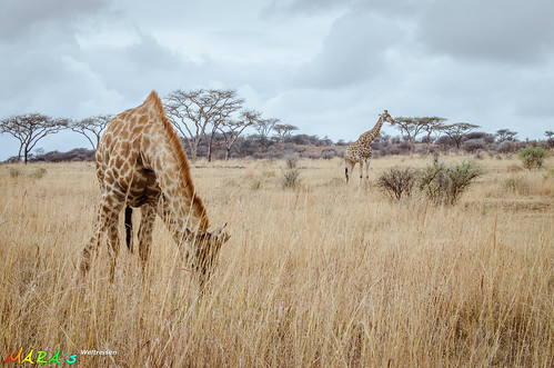 africa southafrica afrika giraffe südafrika kwazulunatal spioenkopnaturereserve bergville provinzkwazulunatal