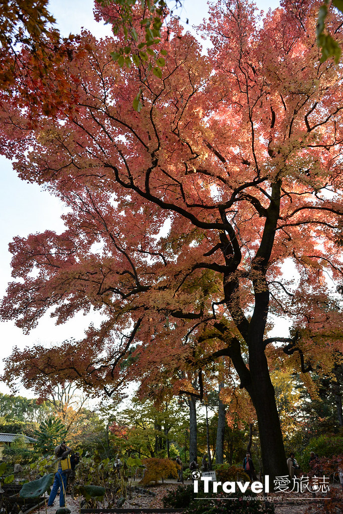 京都赏枫景点 京都植物园 (15)