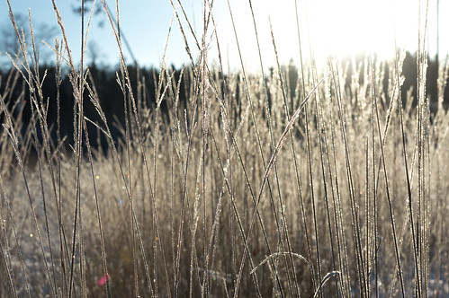 latvia latvija nature outdoor winter cold ice sun countryside nikon nikkor d3200 35mm f18g f18 afsdxnikkor35mmf18g landscape field plant grass lettonie lettland латвия