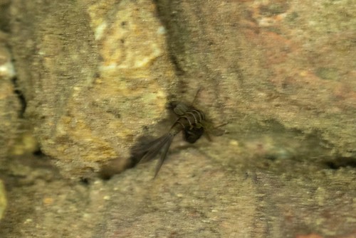 california night insect aquatic larvae mayfly arthropod ephemeroptera modoccounty modocnationalforest cavelakecampground