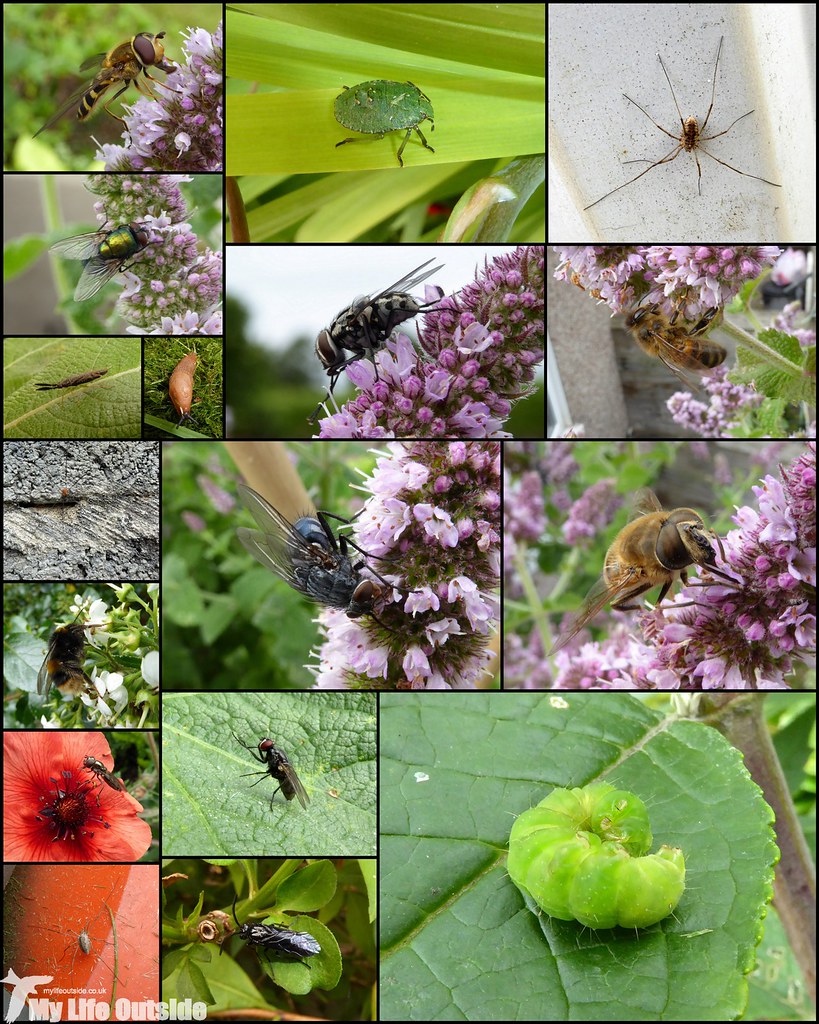 Garden Insects