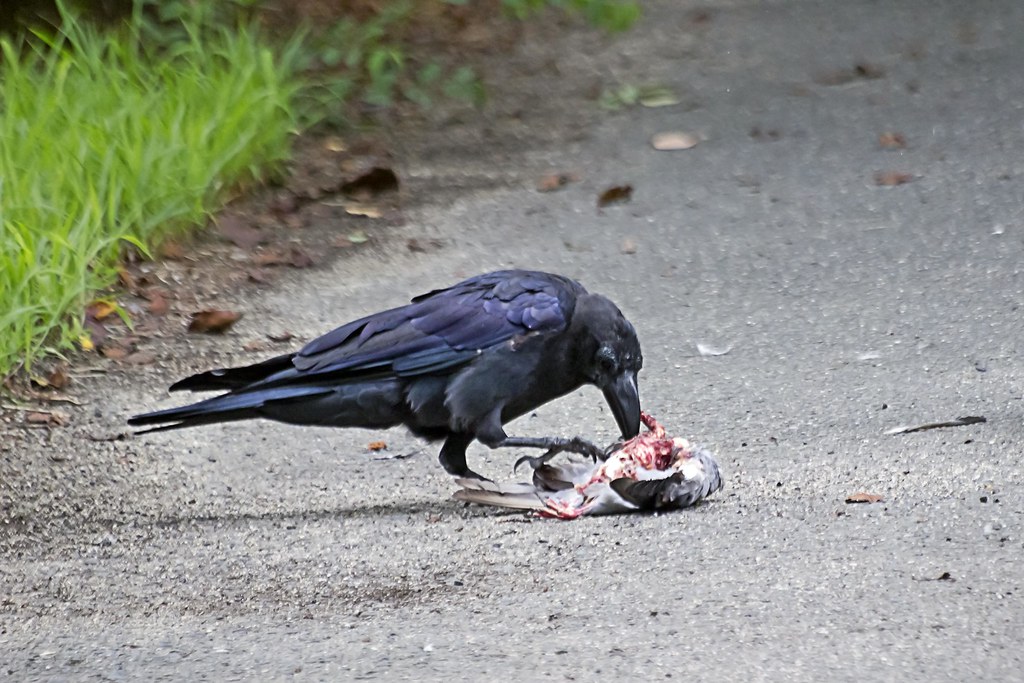 Carrion Crow's Feeding