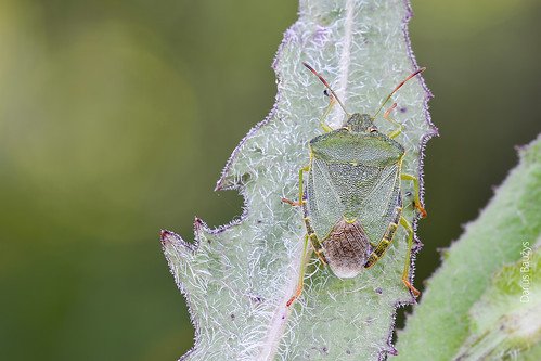 macro green nature bug beetle shield shieldbug pentatomidae prasina palomena medinė blakė skydblakė