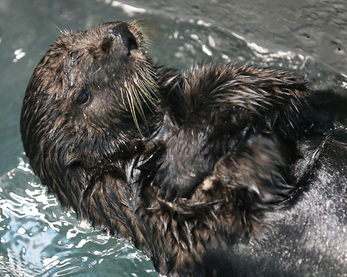 アーカイブ 16年3月 らっこちゃんねる Sea Otter Channel ラッコ情報 記事 動画 写真をご紹介