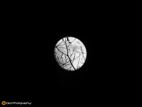 trees blackandwhite bw moon monochrome night lumix mono panasonic fx200