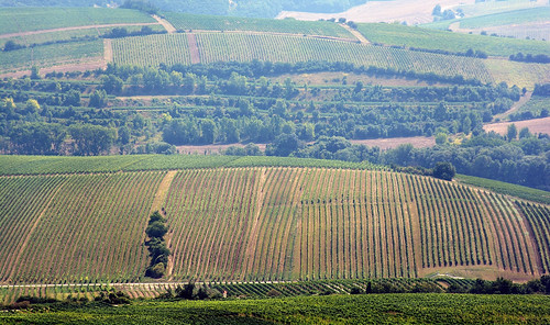 landscape vineyard moravia pálava