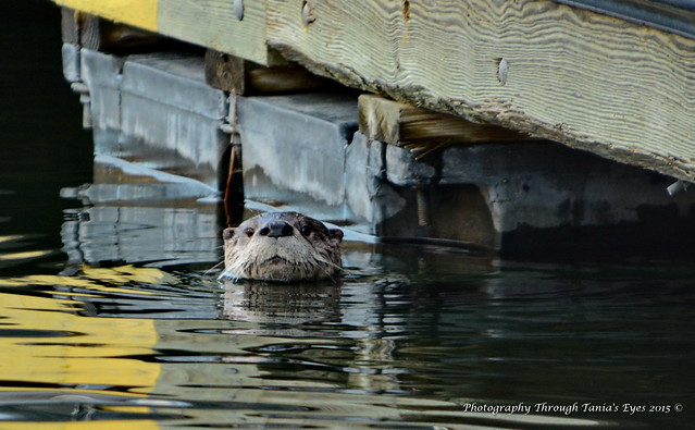 North American River Otter (Lutra canadensis)