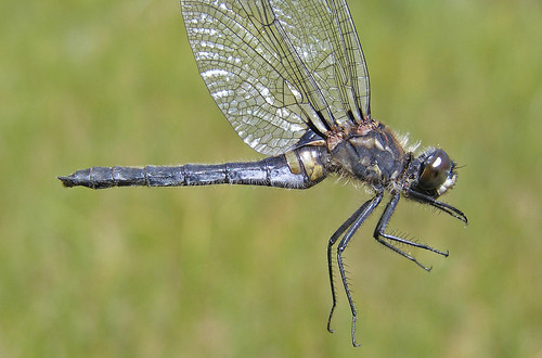 insect dragonfly whiteface odonata libellulidae anisoptera leucorrhiniaglacialis crimsonringedwhiteface