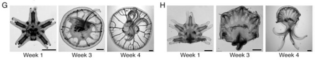 G.具有對稱性的截肢水母，能夠持續發展成正長的水母體。H. 缺乏對稱性的截肢水母，則無法順利生長。（照片中的比例尺為1 mm）。圖片來源：Abrams et al., 2015. Self-repairing symmetry in jellyfish through mechanically driven reorganization。