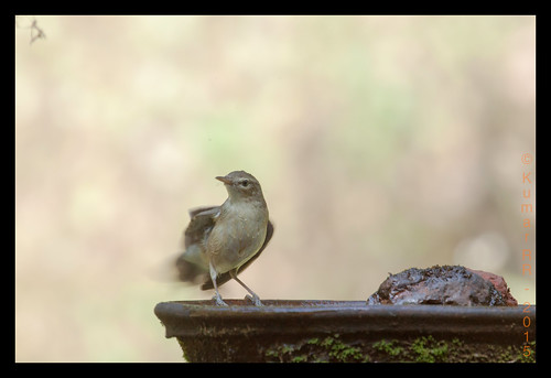 birds is ii usm eos50d ef100400mm f4556l canonef100400mmf4556lisiiusm ef100400mmf4556lisiiusm ganeshgudi2015 dandeli2015 ganeshgudi2015day2