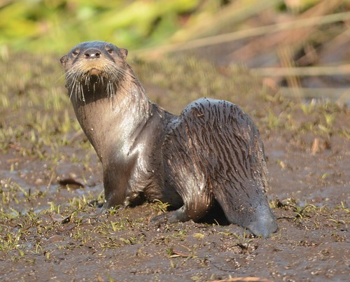 otter river wildlife otters yankeetown benners creak bennits