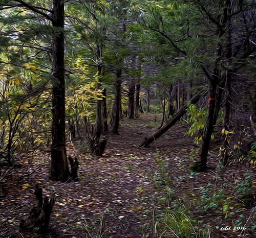 geocaching southdakota autumn forest trail oilfilter