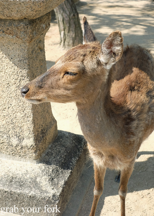 Deer on Miyajima Island