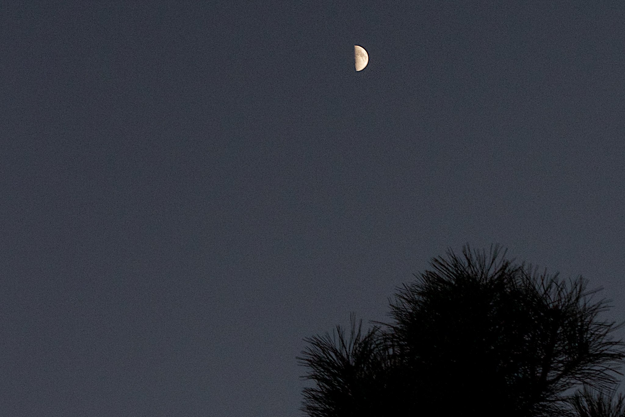 Half Moon Over Pine Tree | Flickr - Photo Sharing!