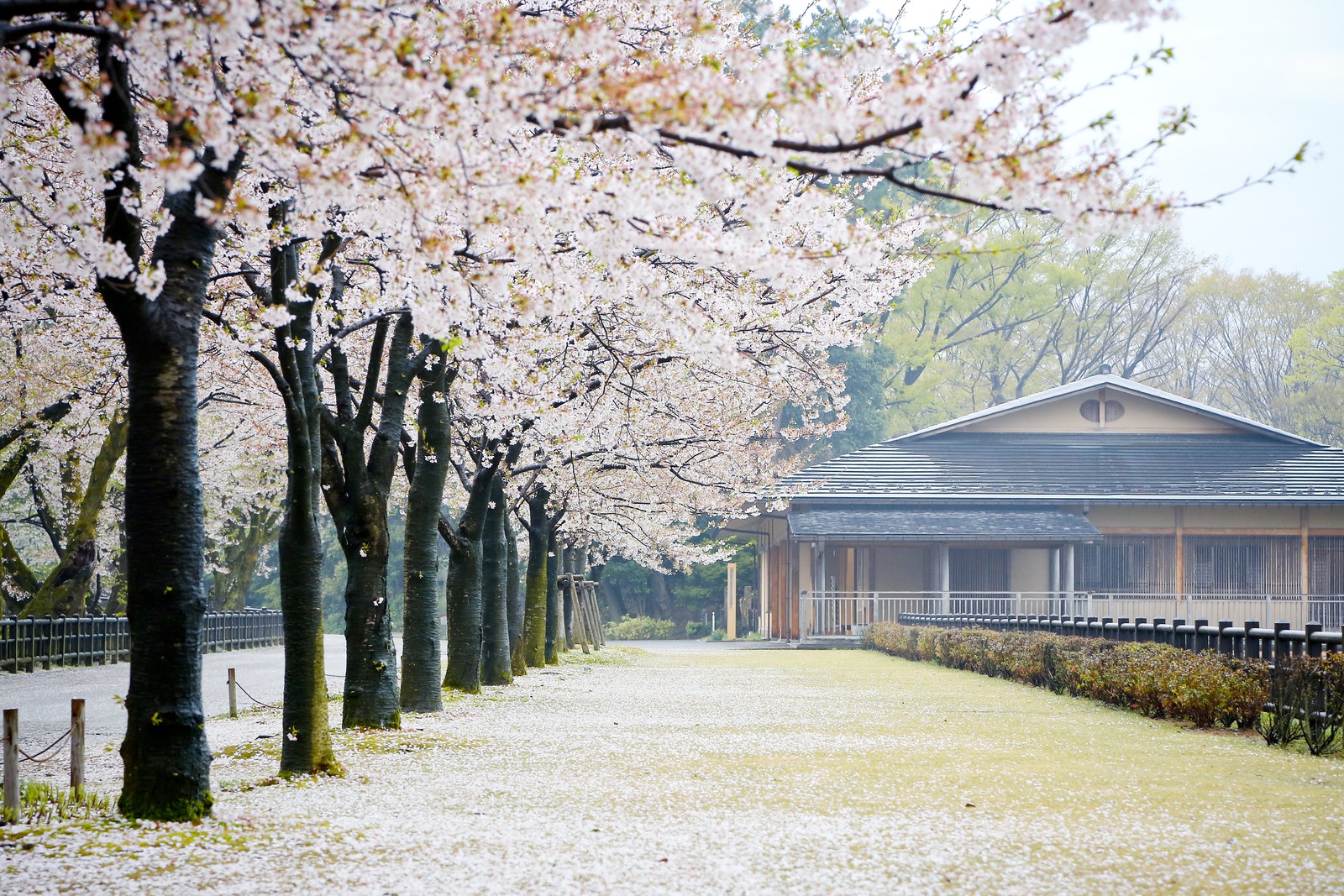 Kanazawa Castle Park 金澤城公園