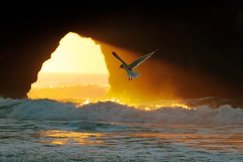 westport california boosbeach westportbeach mendocinocoast mendocinocounty sunset portal seagull sunbeam seascape ocean pixelmama explore