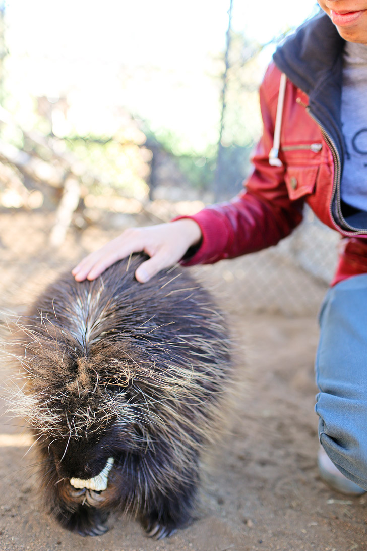 Meet and interact with the North American Porcupine (Erethizon dorsatum) at Wild Wonders San Diego. In the wild, they are found in the forests of Canada and the United States.