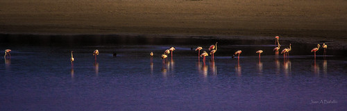 laguna flamencos luque salobral
