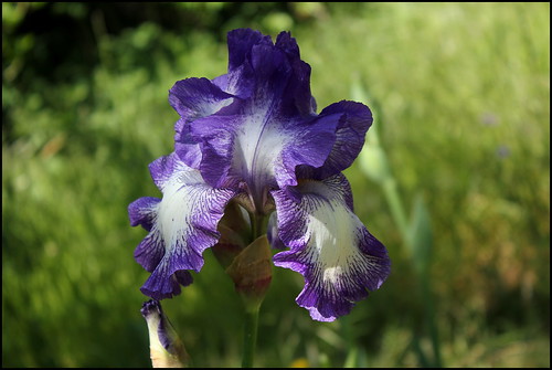 Iris Rococo (5)