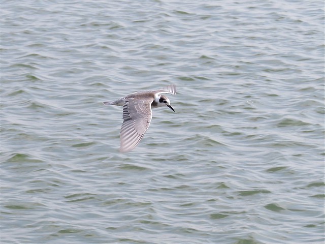 Black Tern at El Paso Sewage Treatment Plant in Woodford County, IL 05