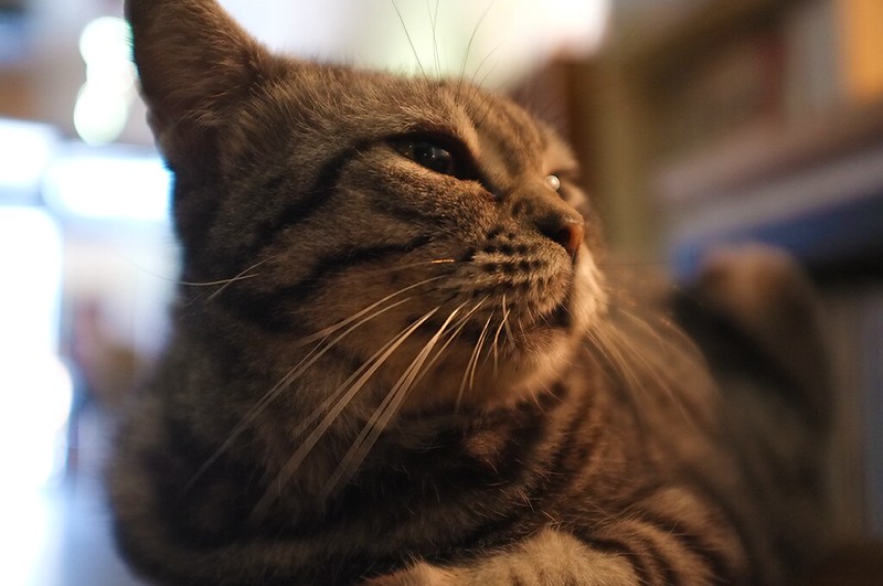 店內有隻貓會主動坐你大腿－－關渡的爐鍋咖啡cat