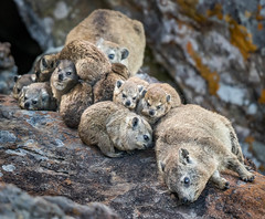 Dassie Family at Robberg
